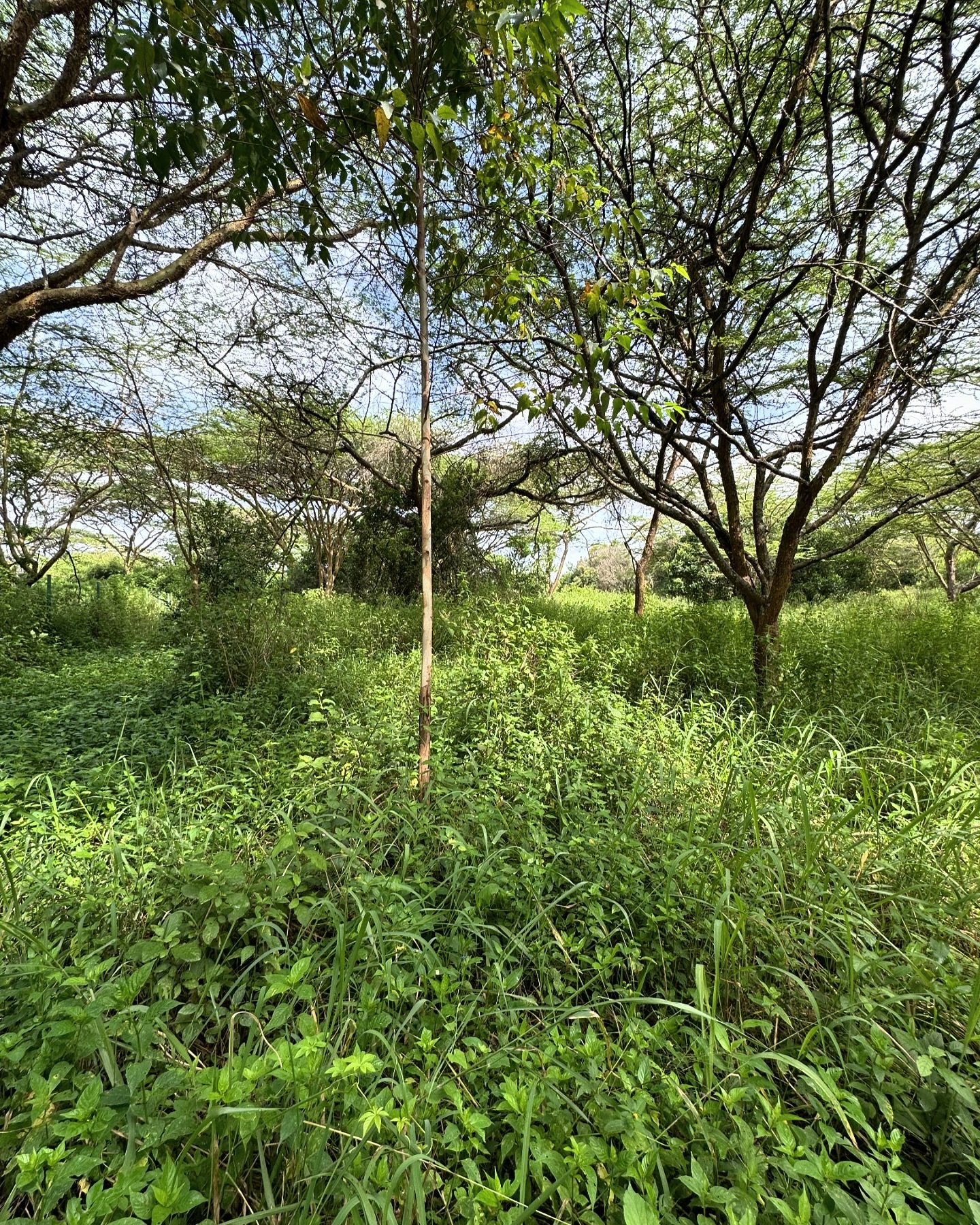 Prime Land For Sale in Rimpa, Rongai