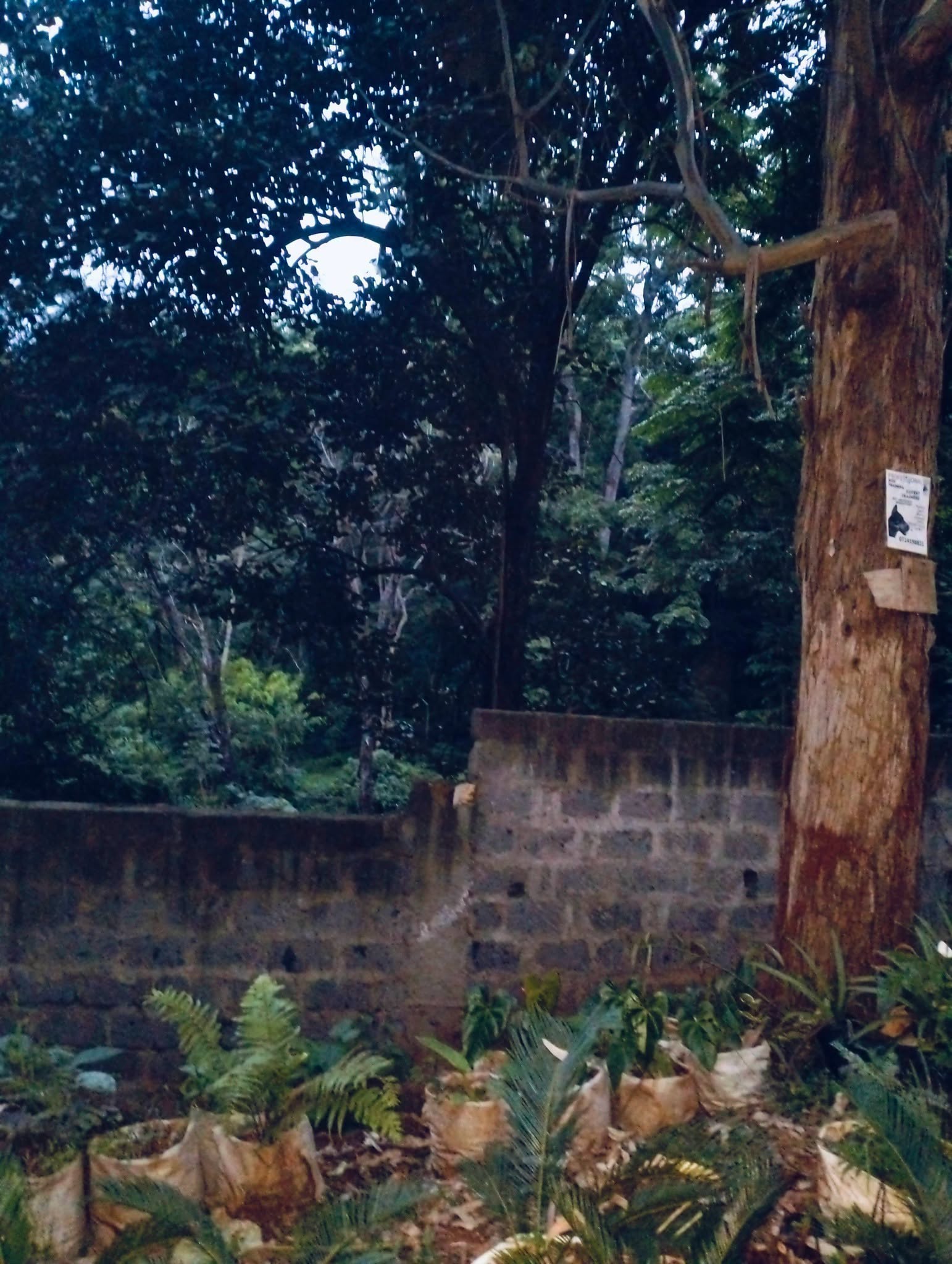 Prime Old kitisuru 1.1 acre land for sale touching peponi road and kitisuru road. Image