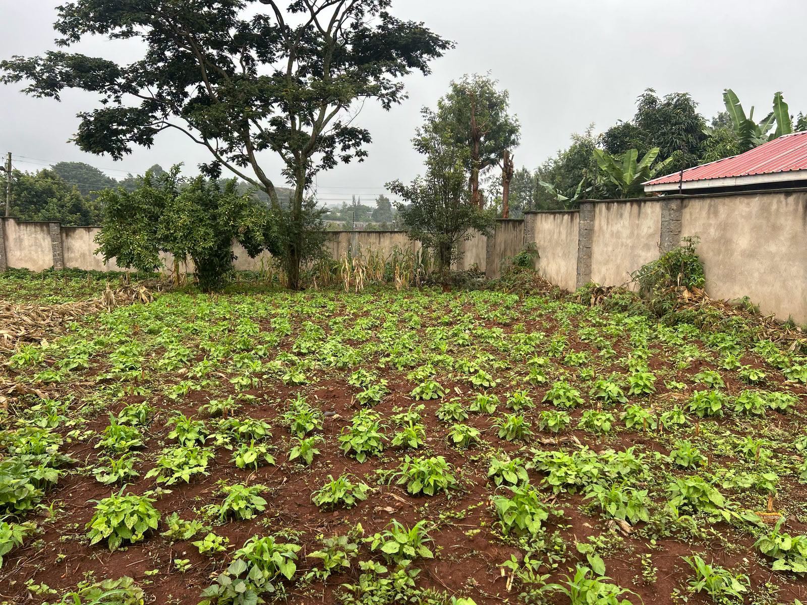 prime property 4 bedroom bungalow for sale in ruthimitu, dagoretti Image