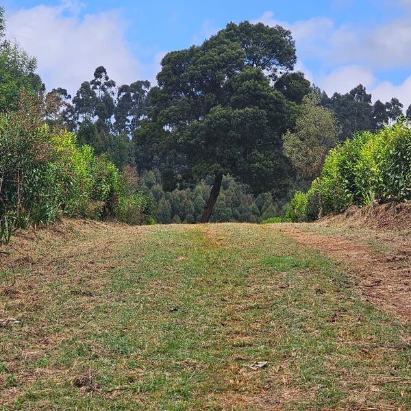 Prime Residential Plots for Sale in Tigoni, Limuru