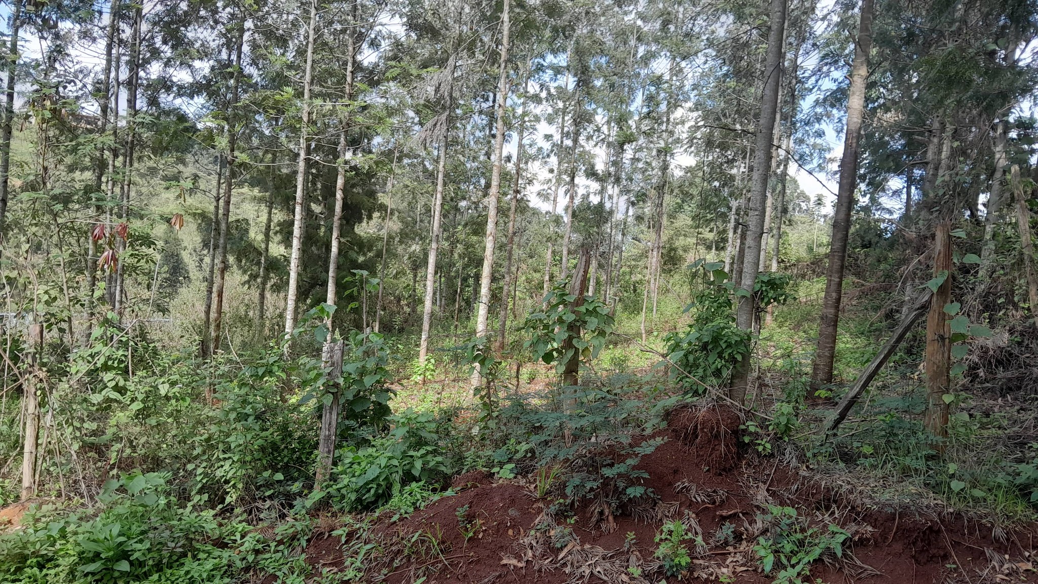 PRIME RESIDENTIAL PLOTS FOR SALE – KAHARA–NGONG