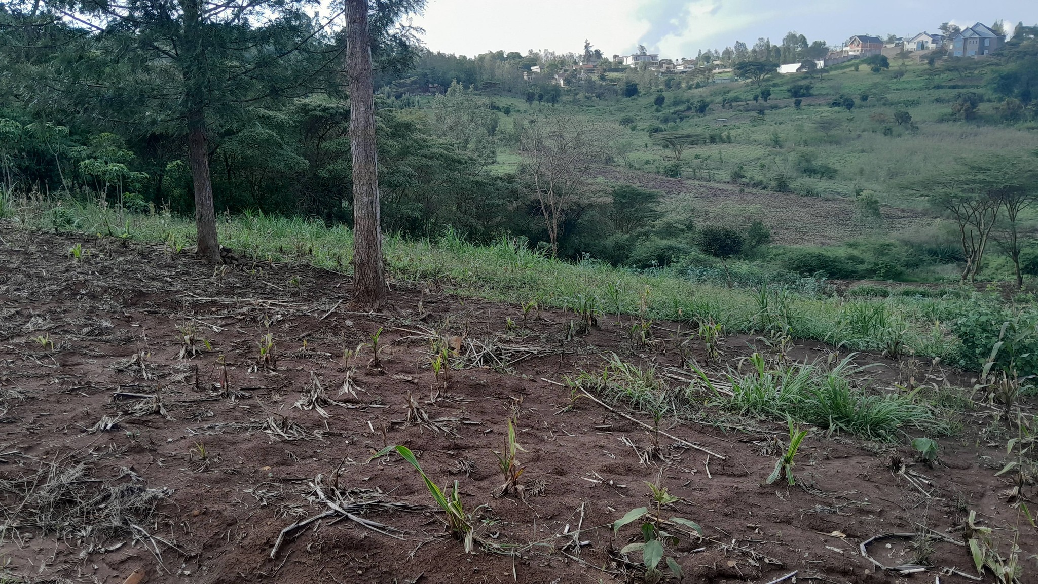 PRIME RESIDENTIAL PLOTS FOR SALE – MATASIA, NGONG