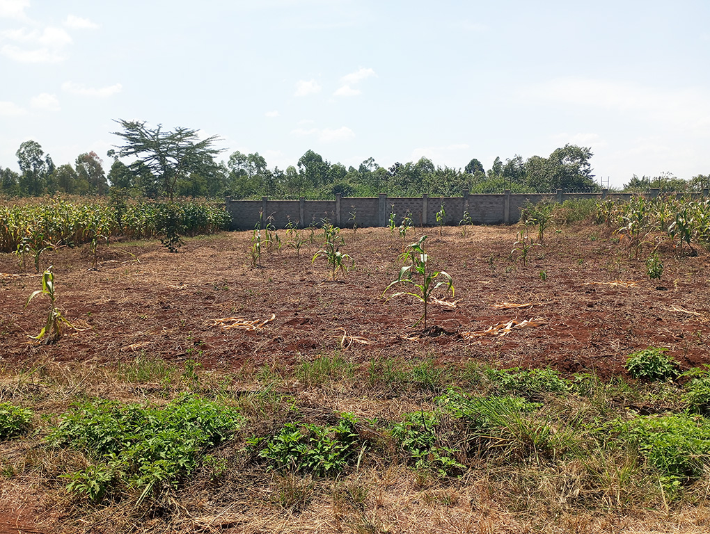 Residential Plot for Sale at Muhasibu Estate, Ruiru Image