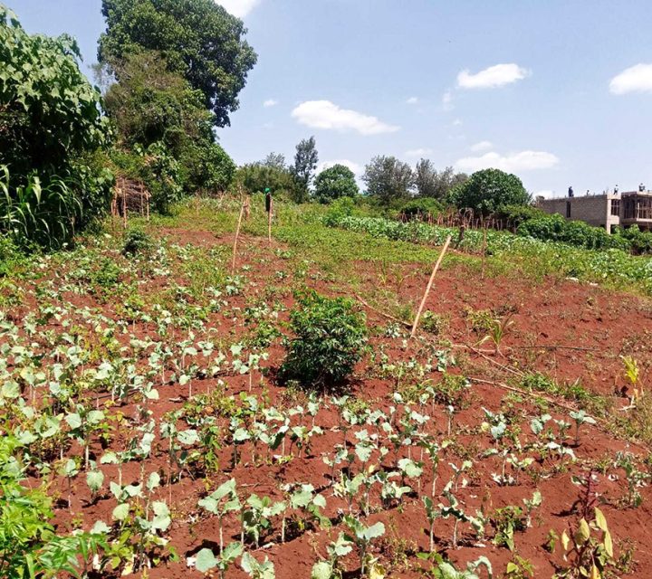 Residential Plot for Sale at Thome Estate Image