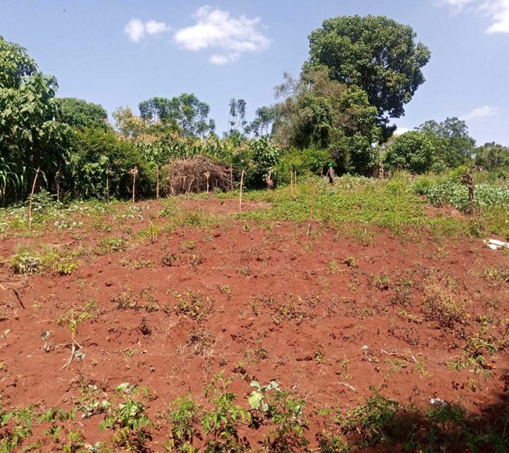 Residential Plot for Sale at Thome Estate