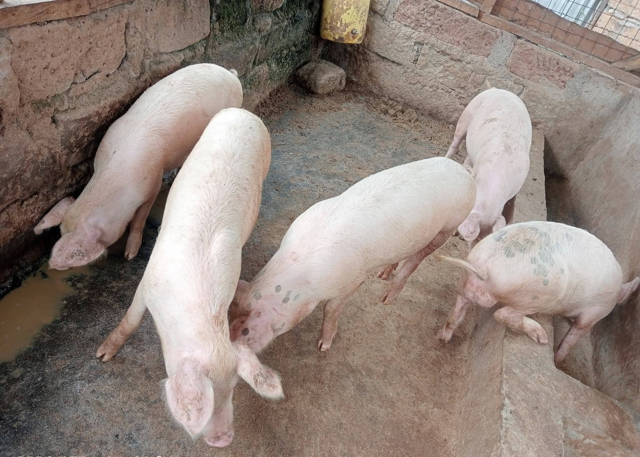 SPECIAL OFFER – PRIME AGRICULTURAL FARM FOR SALE IN ISINYA Image