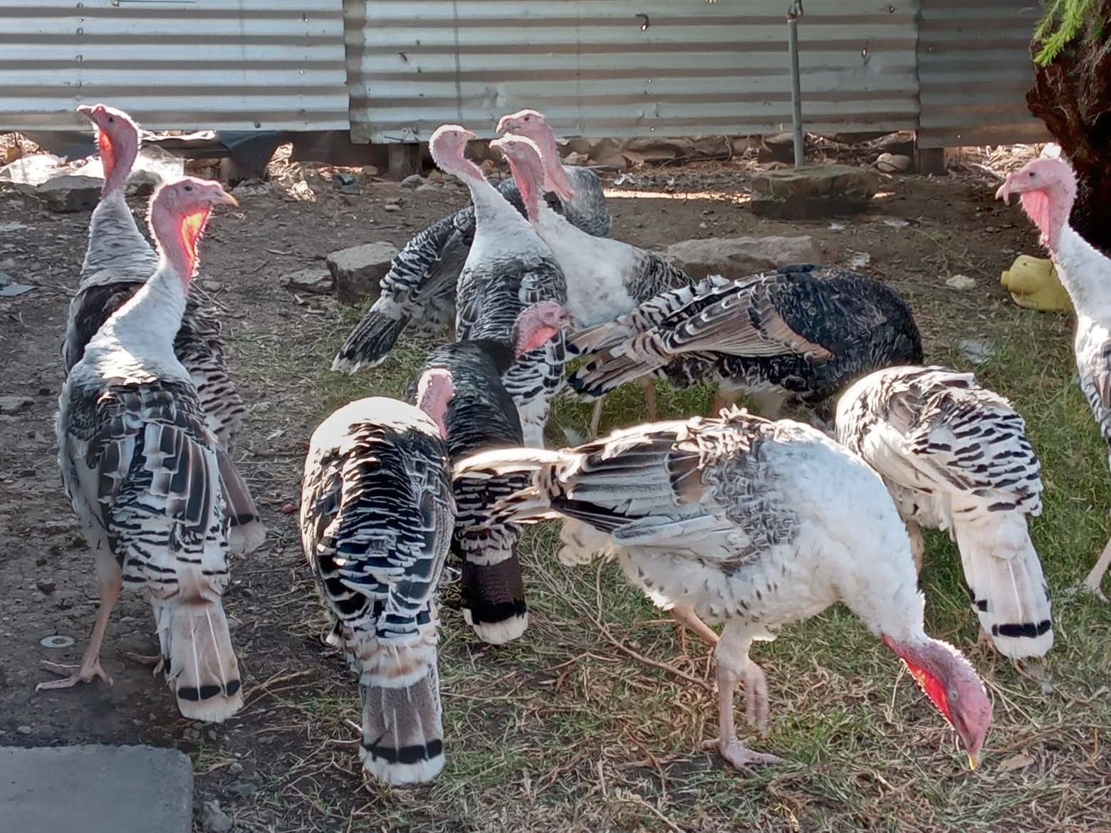 SPECIAL OFFER – PRIME AGRICULTURAL FARM FOR SALE IN ISINYA Image