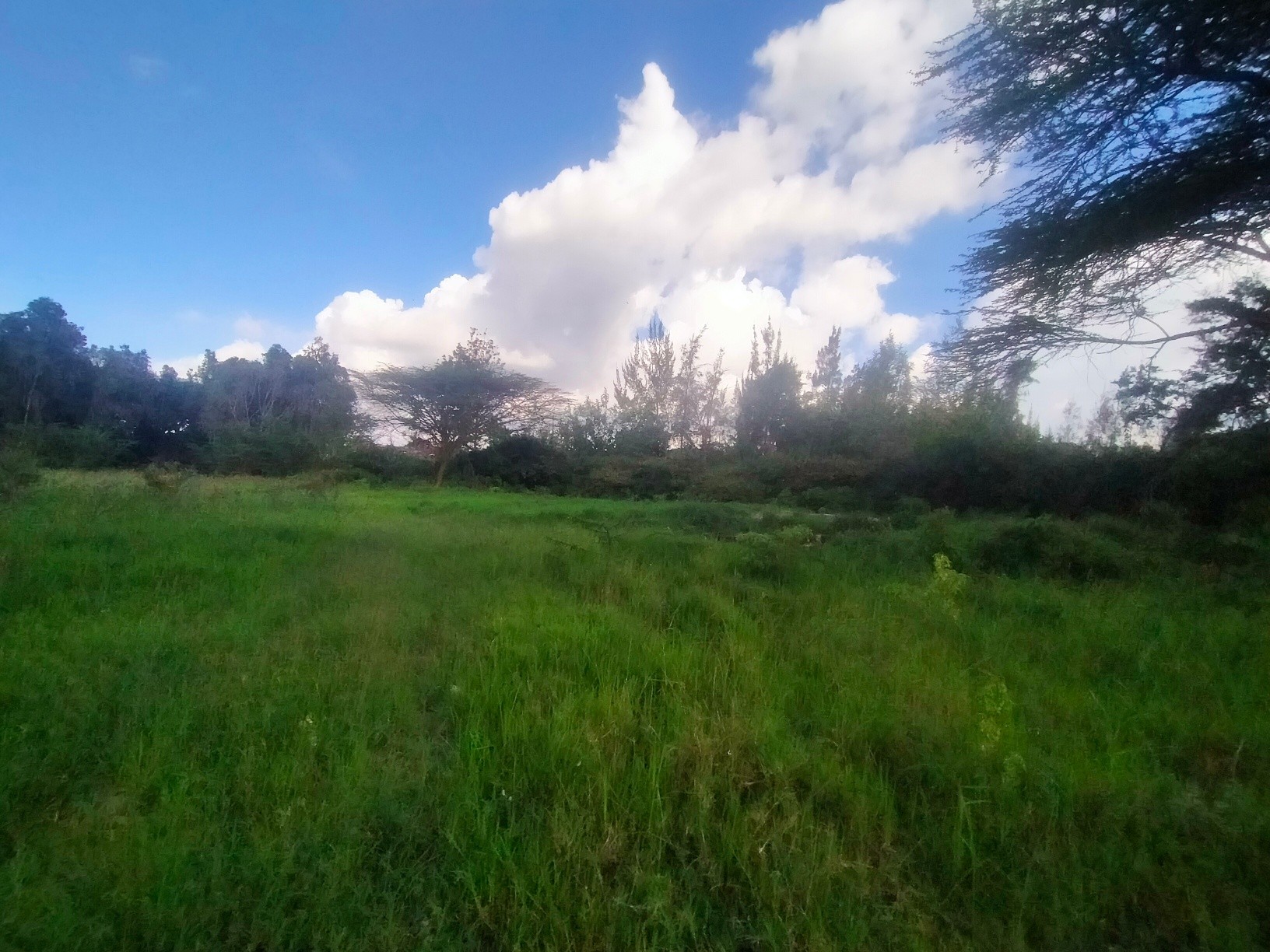 UNDERPRICED ½ ACRE PLOT FOR SALE IN KAREN Image