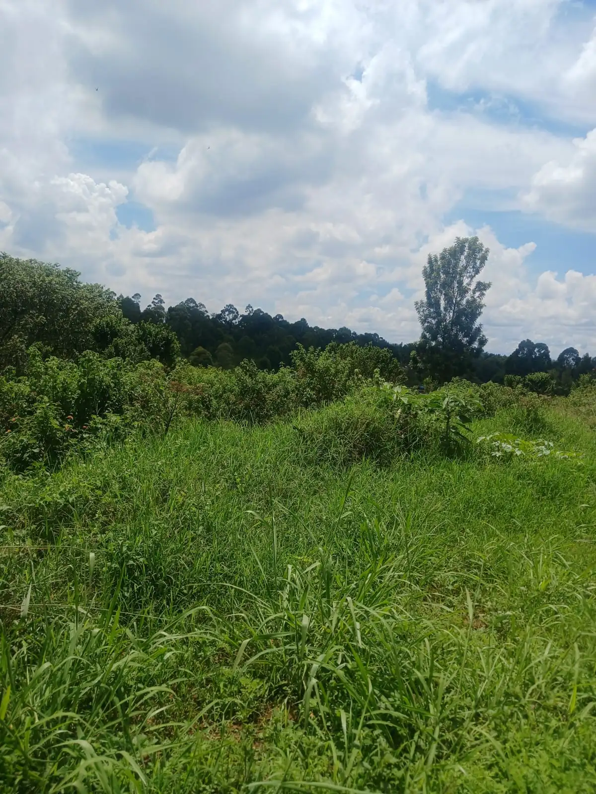 3 acres of land for sale in Thindigwa Image