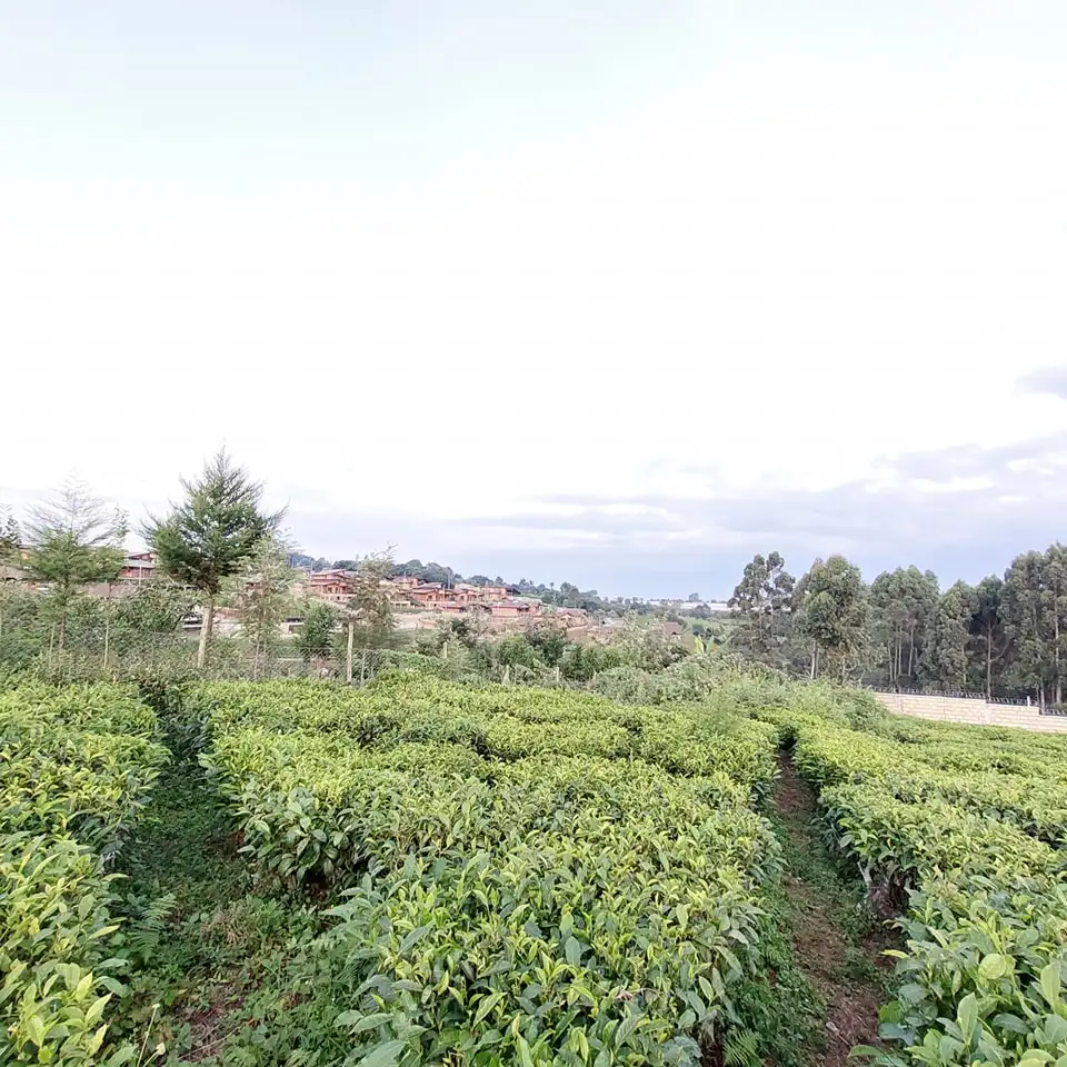 Prime 1/2 Acre and 1 Acre Residential Plots for Sale in Riara Ridge Tigoni Image