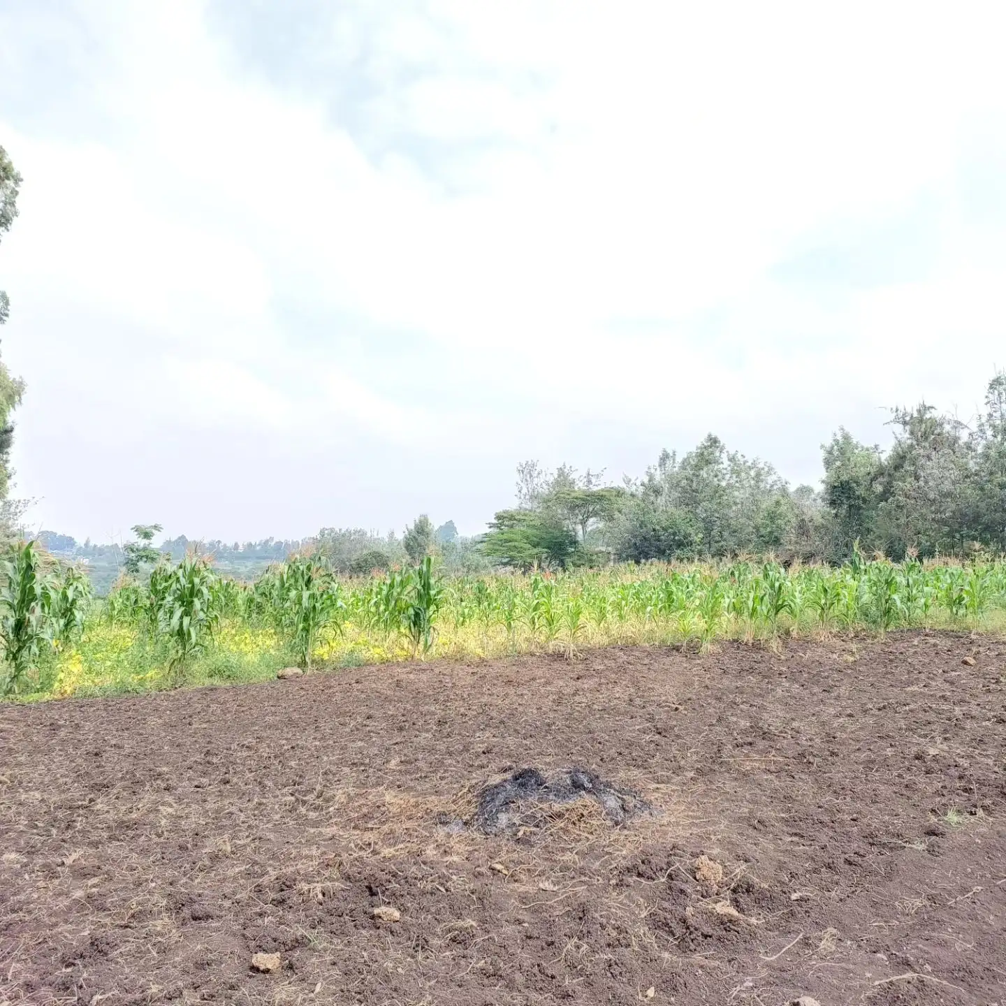 A half an acre plot for sale in Ngong' Image