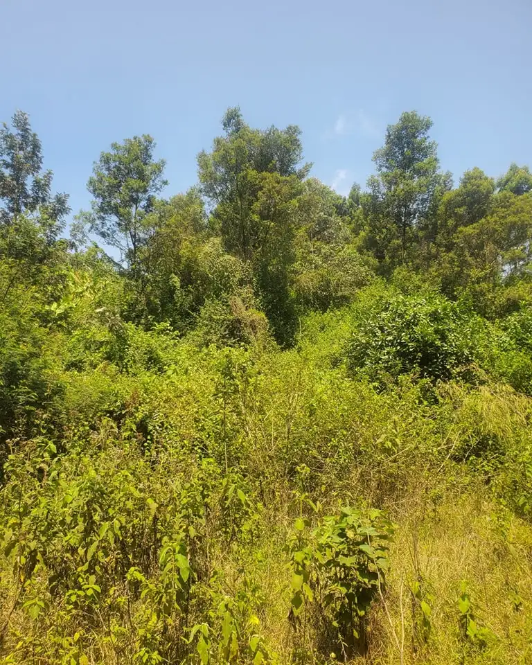 1/4 acre plot for sale off 14th Drive Kerarapon Image